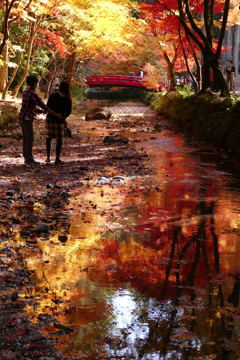 小国神社　紅葉　見ごろ
