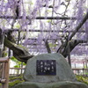 熊野(ゆや)の長藤  その3　4月15日