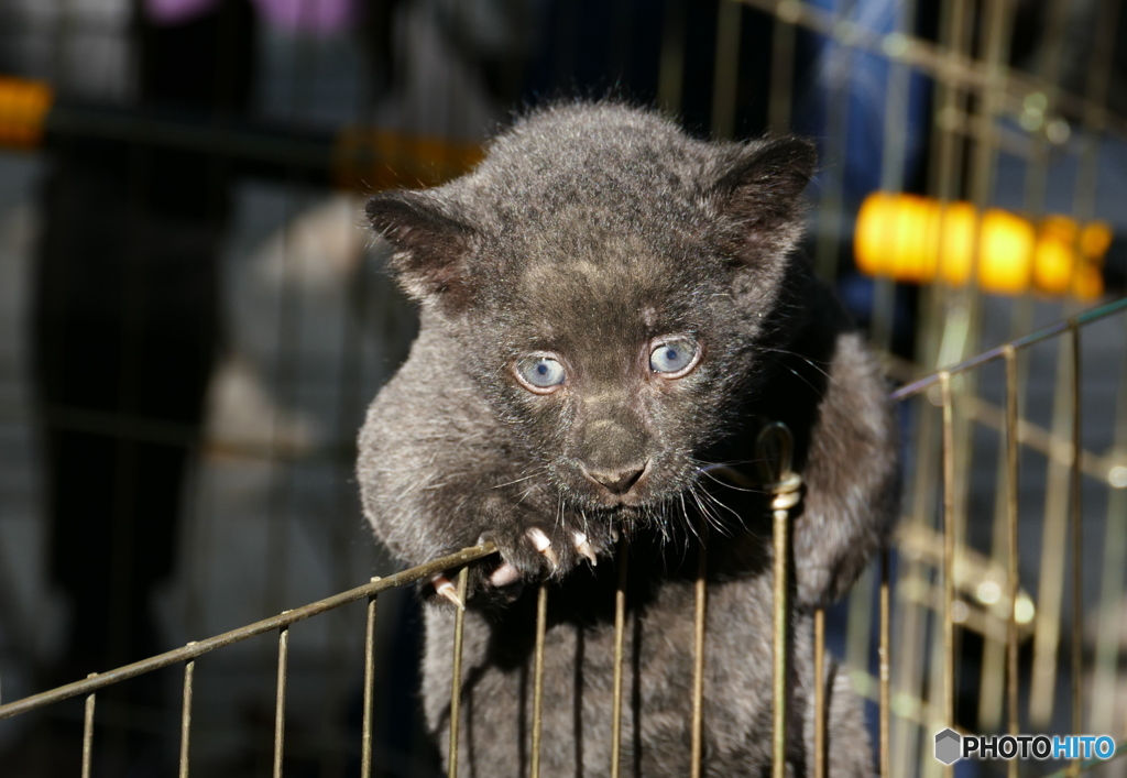 元気盛り　黒ヒョウ　赤ちゃん