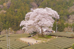 300年の生命力