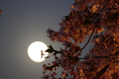 満月と夜桜