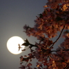 満月と夜桜