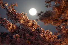 満月と夜桜