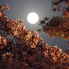 満月と夜桜