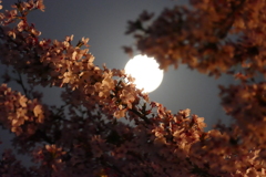 満月と夜桜