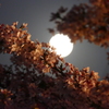 満月と夜桜