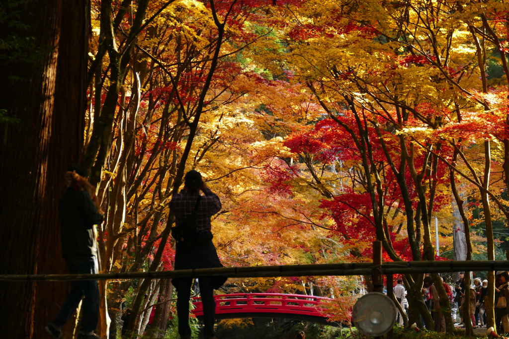 小国神社　紅葉　見ごろ