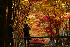 小国神社　紅葉　見ごろ