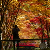 小国神社　紅葉　見ごろ