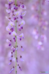 藤の花