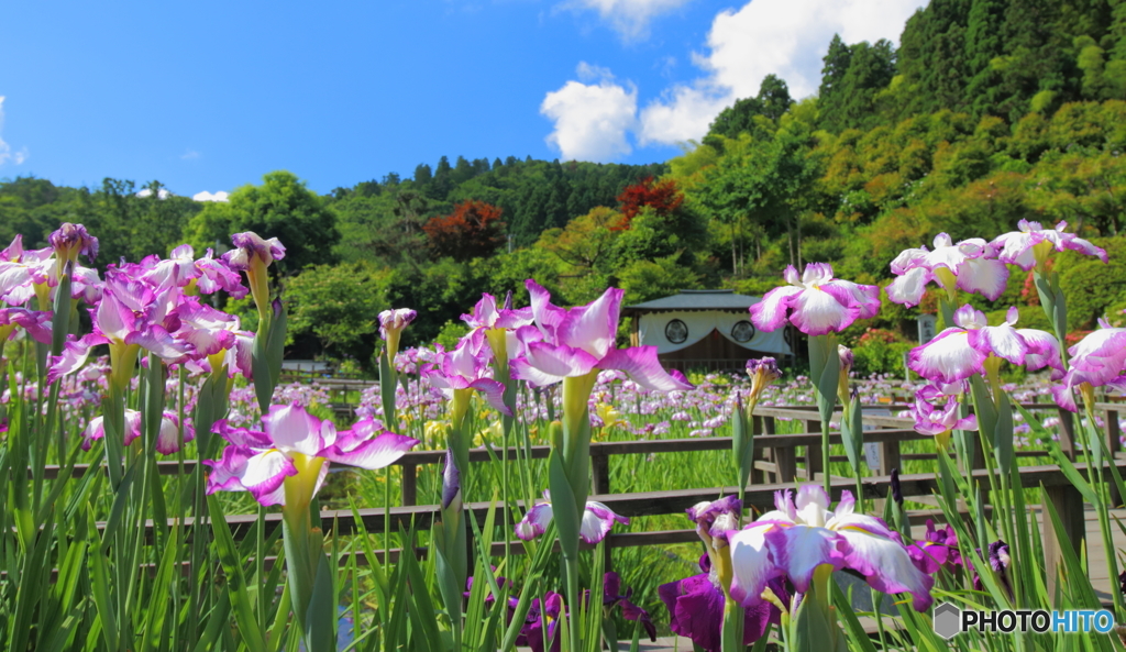 伸びゆく生命～菖蒲園～