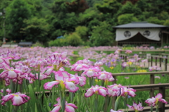 花菖蒲