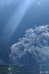 桜の唐門に朝日差す