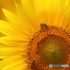 Summer Bee　vol.2