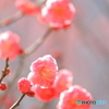春の散歩で
