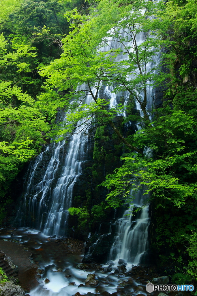 荘厳な龍双