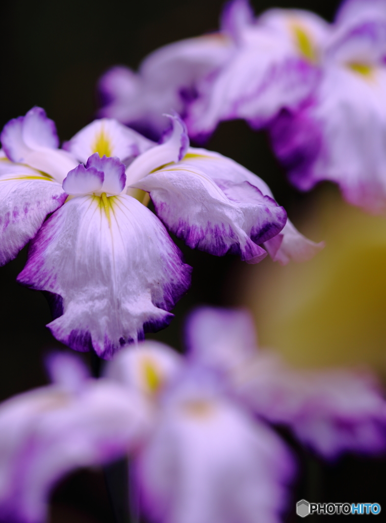 菖蒲の流れに