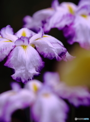 菖蒲の流れに