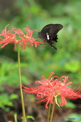 花から花へ