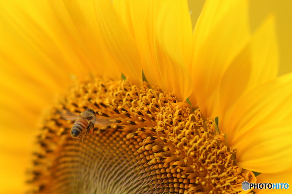 Summer Bee　vol.3