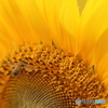 Summer Bee　vol.3