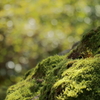 苔ステージ