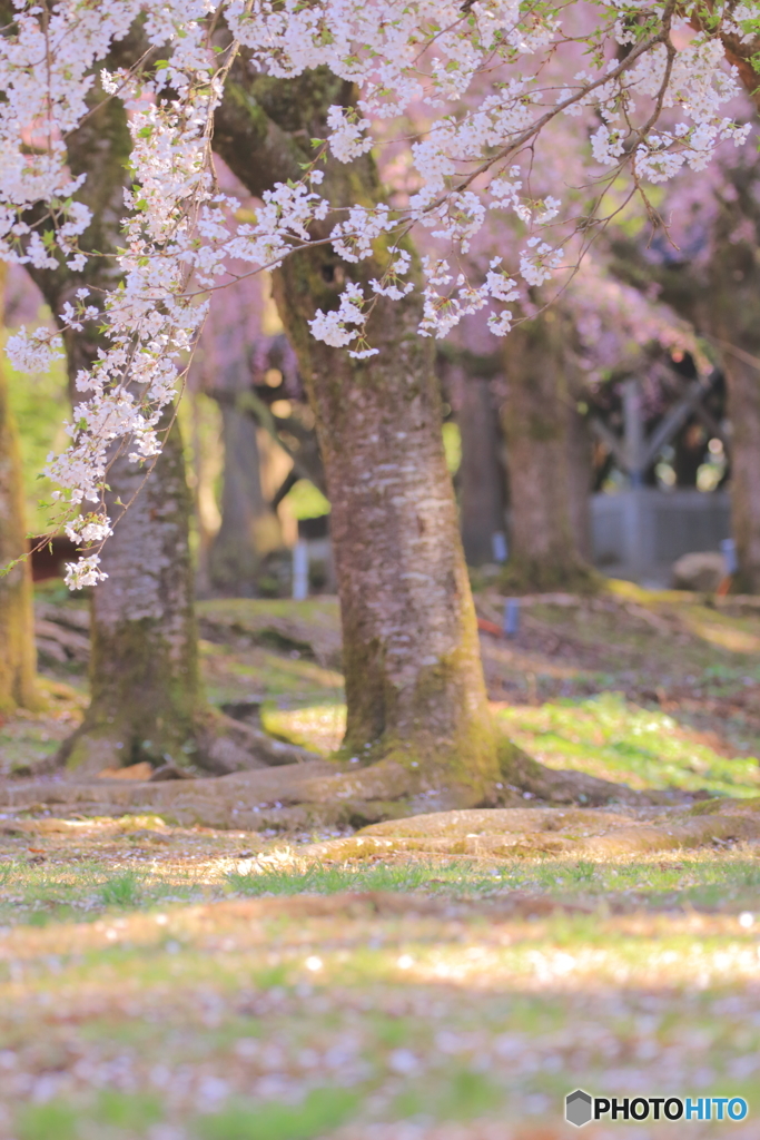 春ですねー