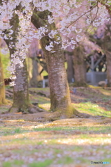 春ですねー