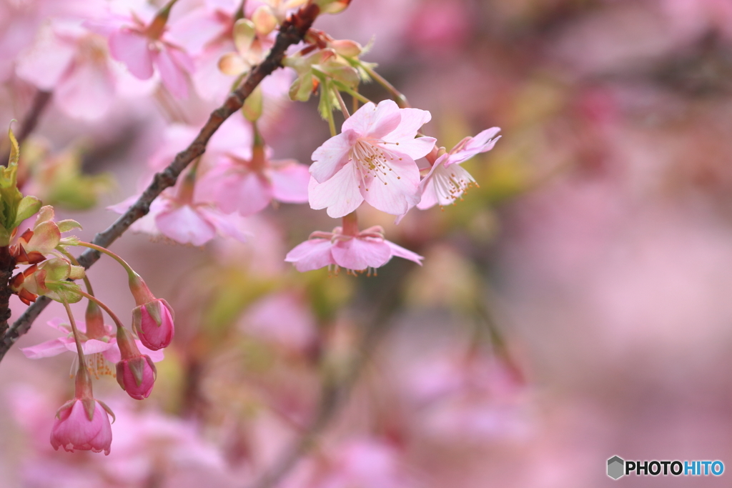 桜が見守ってくれている