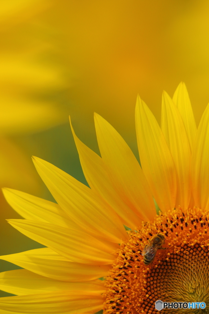 Summer Bee　vol.1