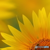 Summer Bee　vol.1