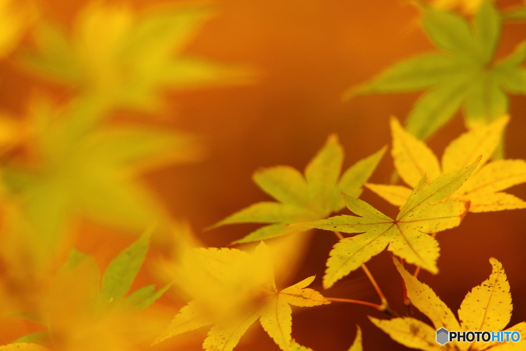 Autumn Color