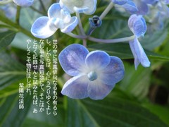 A05：08-紫陽花法師誕生