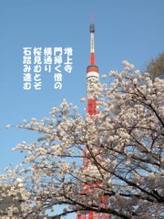 A08：06-増上寺の桜
