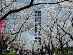 A08：03-隅田川の桜１