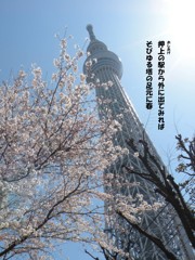 A08：01-押上の桜１