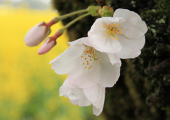 A08：09-西都原の桜３