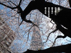 A08：02-押上の桜２
