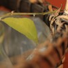 A12：20-長友邸のツマベニチョウの蛹