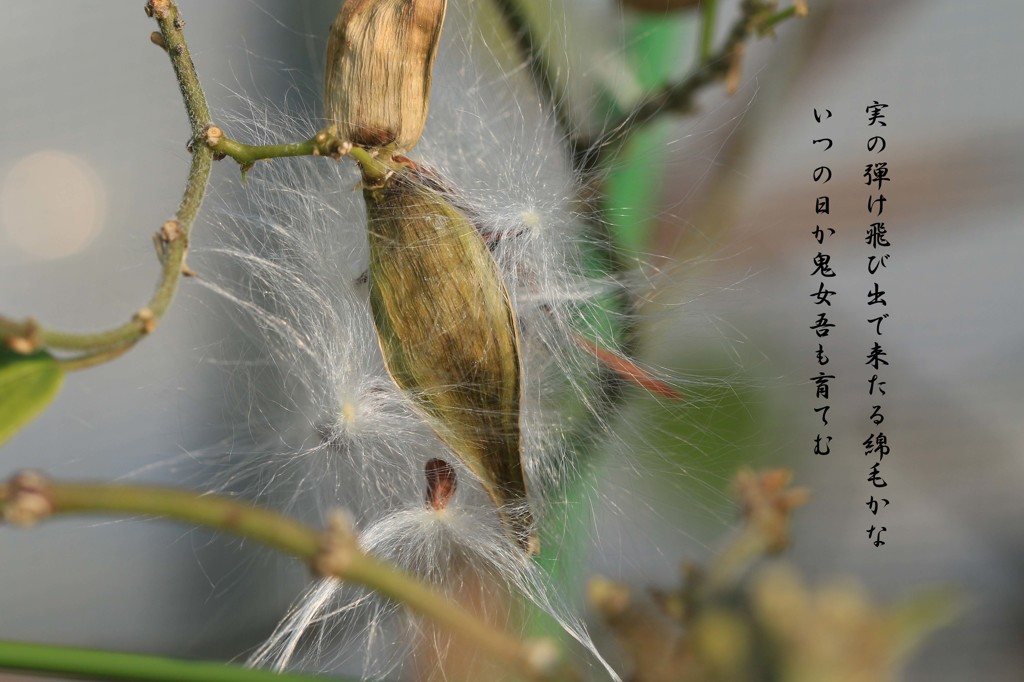 A12：09-鬼女蘭の実・種子・綿毛