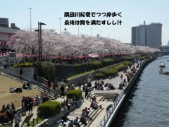 A08：05-隅田川の桜３