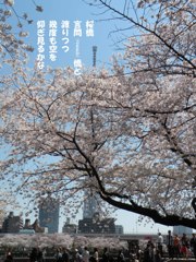 A08：04-隅田川の桜２