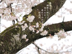 A08：08-西都原の桜２
