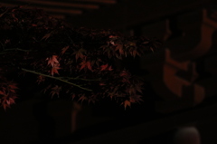紅葉