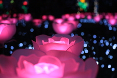 煌めく花