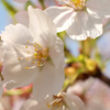 終盤の桜⑥