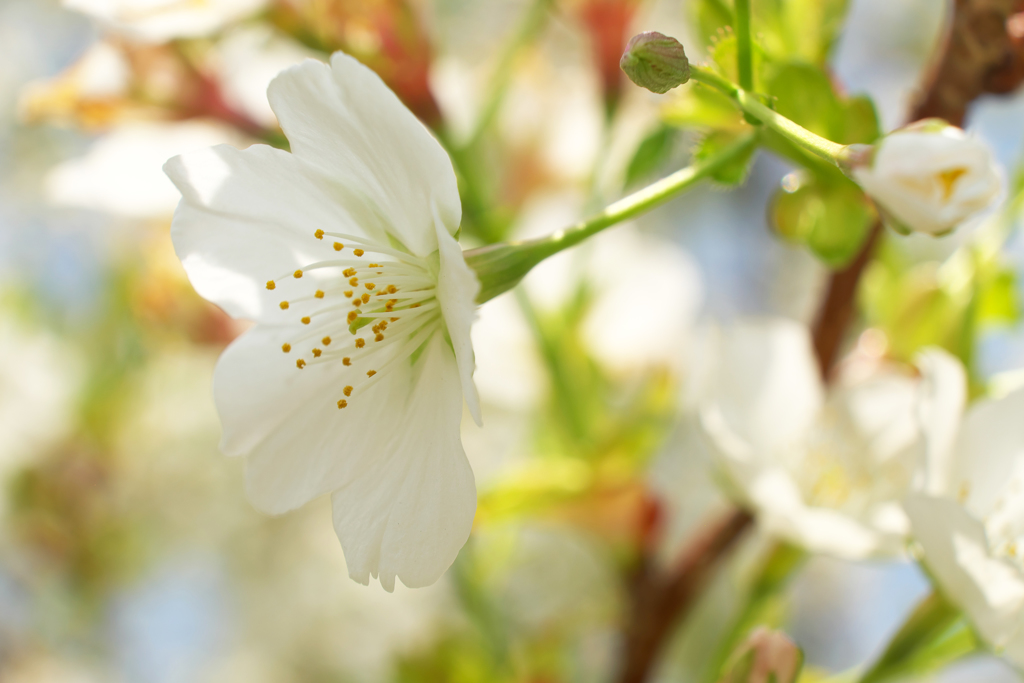 終盤の桜⑦