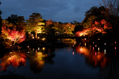 白鳥公園 紅葉ライトアップ