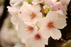 薄化粧した桜