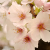 薄化粧した桜